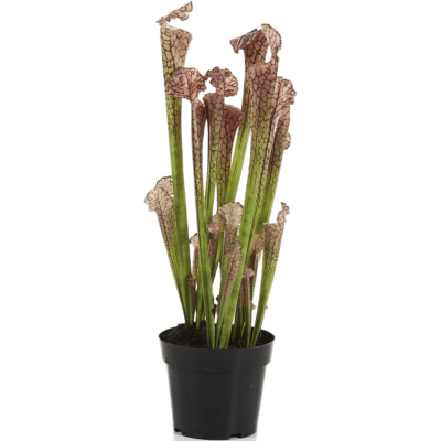 Саррацения / Sarracenia растение искусственное