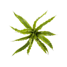 Папоротник / Fern asplenium растение искусственное