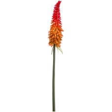 Книпхофия / Kniphofia растение искусственное