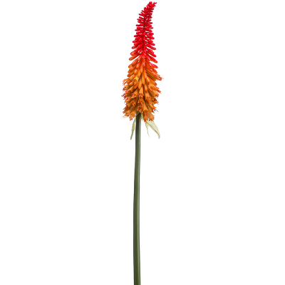 Книпхофия / Kniphofia растение искусственное