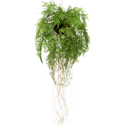 Папоротник / Fern w roots растение искусственное