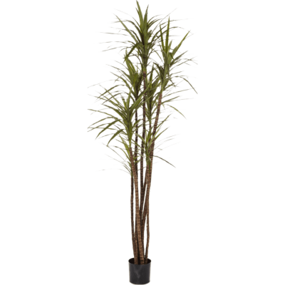 Драцена Маджента / Dracaena magenta растение искусственное