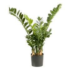 Замиокулкас Смарагд / Zamioculcas smaragd растение искусственное