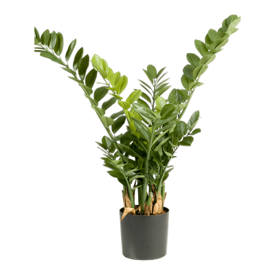 Замиокулкас Смарагд / Zamioculcas smaragd растение искусственное