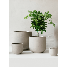 Lily Pot Grey