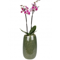 Mischa Pot Tall Forest