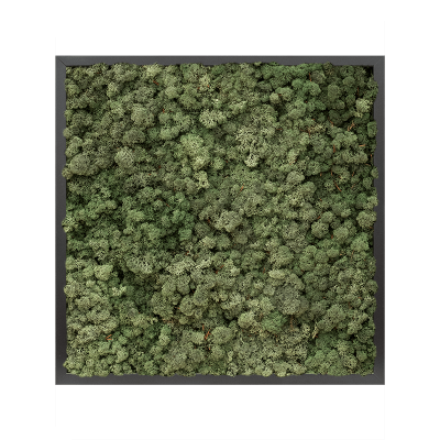 MDF RAL 9005 satin gloss 100% reindeer moss (dark green)