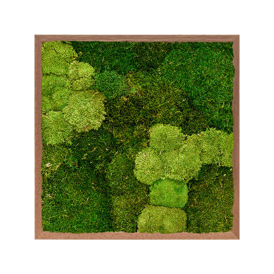 Meranti 30% ball moss (natural) and 70% flat moss