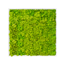MDF RAL 9010 satin gloss 100% reindeer moss (spring green)