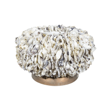 Shell Oyster Bowl White shell