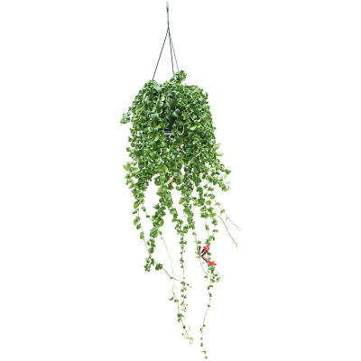 Растение горшечное Агава/Aeschynanthus 'Rasta' XXL