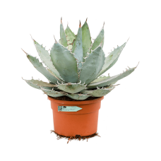 Agave titanota 'White Ice'