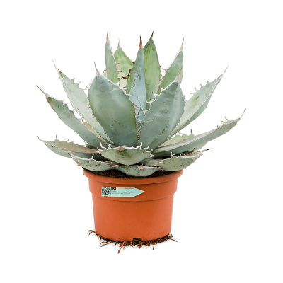 Растение горшечное Агава/Agave titanota 'White Ice'