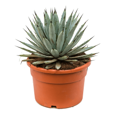 Agave macroacantha