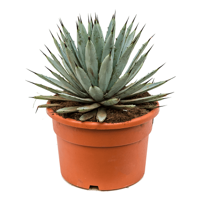 Растение горшечное Агава/Agave macroacantha