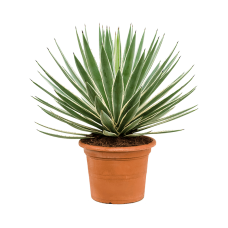 Agave angustifolia