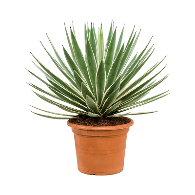 Растение горшечное Агава/Agave angustifolia