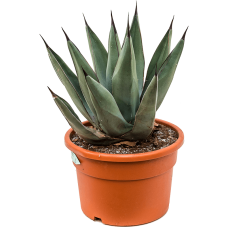 Agave nigra