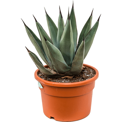 Растение горшечное Агава/Agave nigra