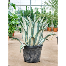 Agave amerciana mediopicta 'Alba'