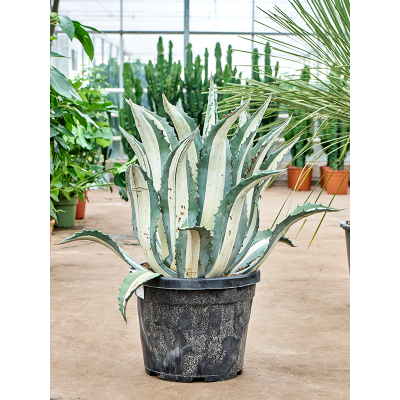 Растение горшечное Агава/Agave amerciana mediopicta 'Alba'