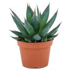 Agave 'Shaka Zulu'