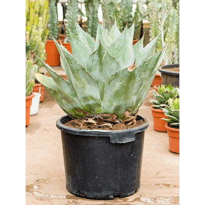 Растение горшечное Агава/Agave parrasana