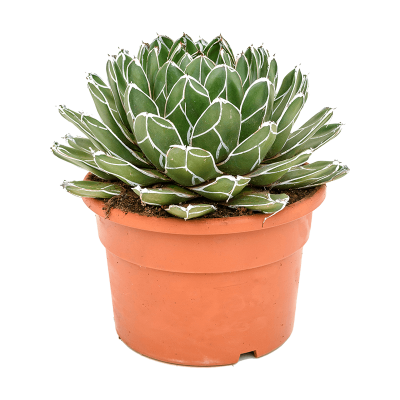 Растение горшечное Агава/Agave victoriae-reginae