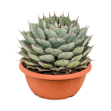 Agave potatorum 'Compacta'