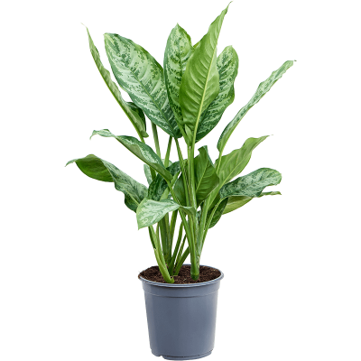 Растение горшечное Аглаоморфа/Aglaonema 'Chantal'