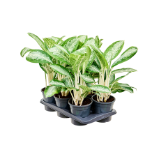 Aglaonema 'Anouk' 6/tray