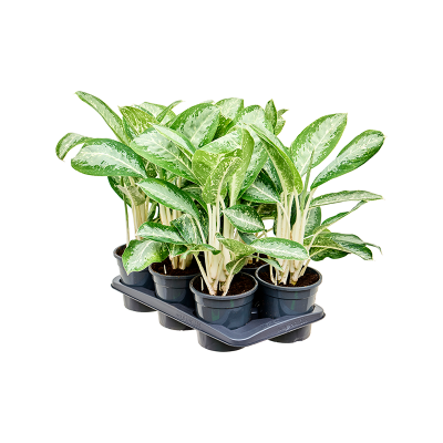 Растение горшечное Аглаонема/Aglaonema 'Anouk' 6/tray