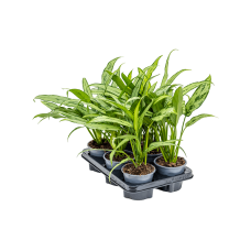 Aglaonema 'Cutlass' 6/tray