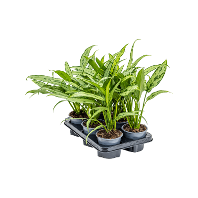 Растение горшечное Аглаонема/Aglaonema 'Cutlass' 6/tray