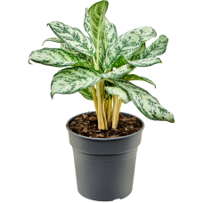 Aglaonema 'Patricia'