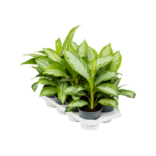 Aglaonema 'Silver Bay' 8/tray