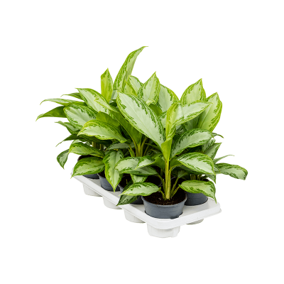 Растение горшечное Аглаонема/Aglaonema 'Silver Bay' 8/tray