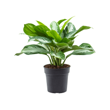 Aglaonema 'Silver Bay'