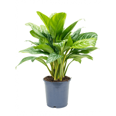 Aglaonema 'Stripes'