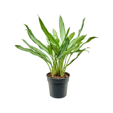 Aglaonema 'White Lance'