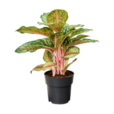 Aglaonema 'Carnival Queen'