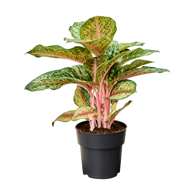 Растение горшечное Аглаонема/Aglaonema 'Carnival Queen'