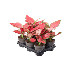 Aglaonema 'Red Joy' 6/tray