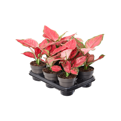 Растение горшечное Аглаонема/Aglaonema 'Red Joy' 6/tray