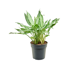 Aglaonema 'White Lance'