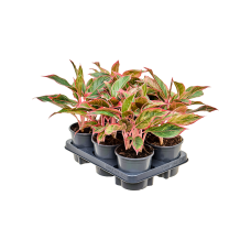 Aglaonema 'Crete' 6/tray