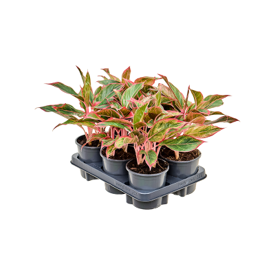 Растение горшечное Аглаонема/Aglaonema 'Crete' 6/tray