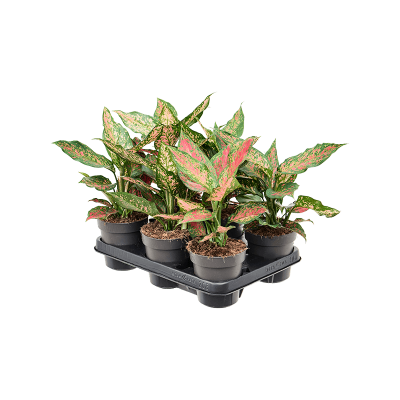 Растение горшечное Аглаонема/Aglaonema 'Strawberry Baby' 6/tray