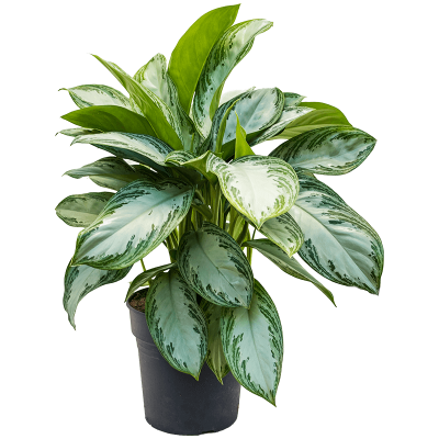 Растение горшечное Аглаонема/Aglaonema 'Silver Bay'