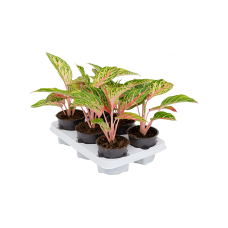 Aglaonema 'Coco Melon' 6/tray